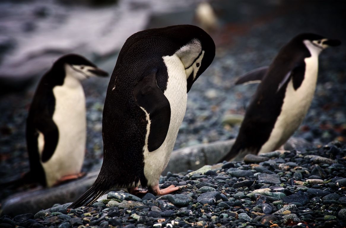 跳岩企鹅的特点是什么