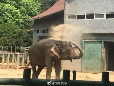 南京有哪些动物园