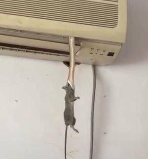 如何赶走空调内机老鼠