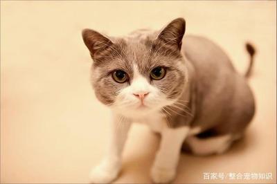 房子有虱子怎么去除