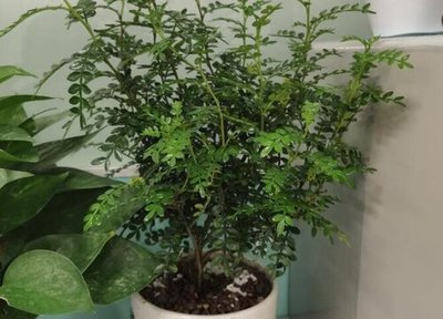 清香木能放在卧室吗