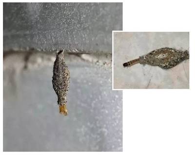 木地板虫子用什么杀死