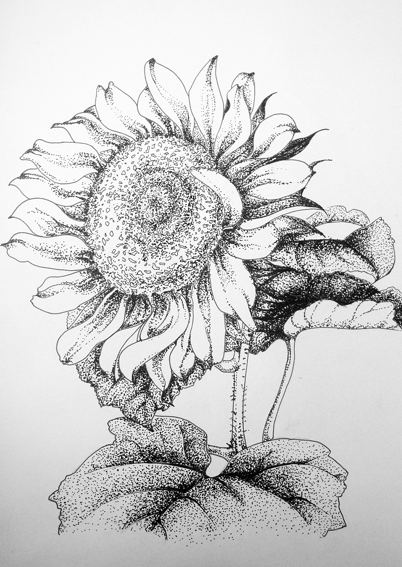 向日葵黑白装饰画