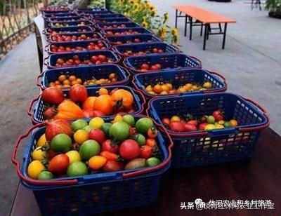 最大气农场名字大全