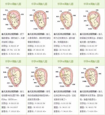 胎儿几个月发育听力