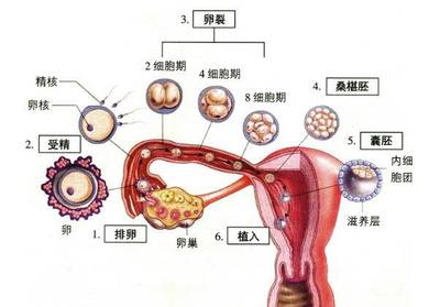 排卵期出血和月经的区别