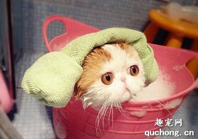 怀孕的猫咪可以洗澡吗