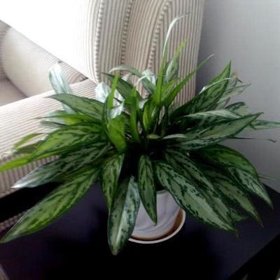厨房适合养什么花