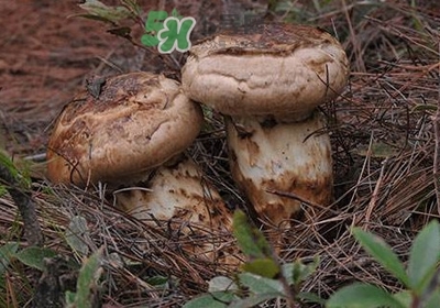 孕妇能吃松茸吗