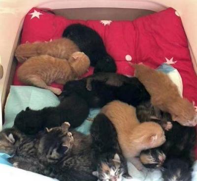为什么养猫不容易怀孕
