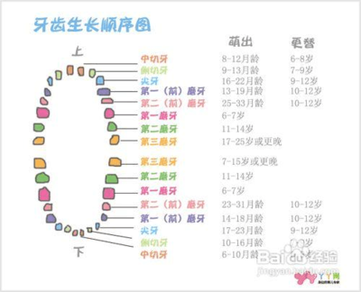 新生儿长牙时间