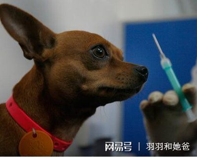 狗咬了要打什么疫苗多少钱