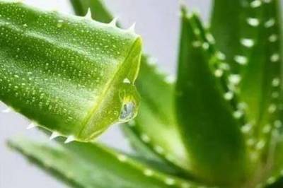 什么植物祛斑效果最好