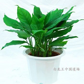 属龙摆放什么植物旺财