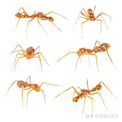 家里小黄蚂蚁哪里来的