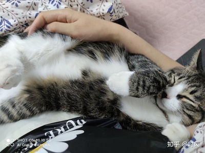 猫什么时候怀孕