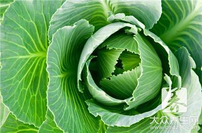 包菜减肥法