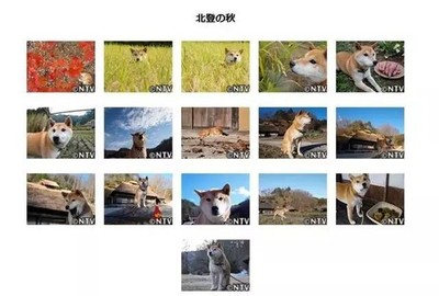 狗狗性格