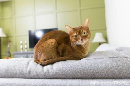 猫咪喜欢抓沙发怎么办
