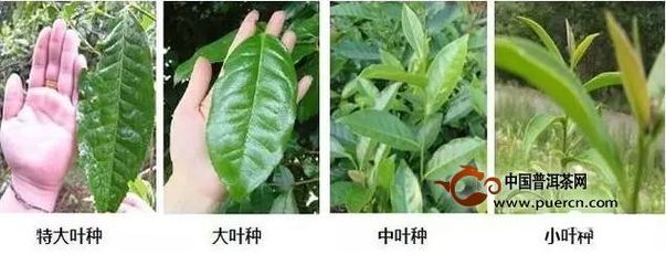 普洱茶造假