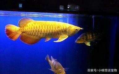 養(yǎng)龍魚養(yǎng)幾條最好看（養(yǎng)龍魚養(yǎng)幾條最好看圖片）