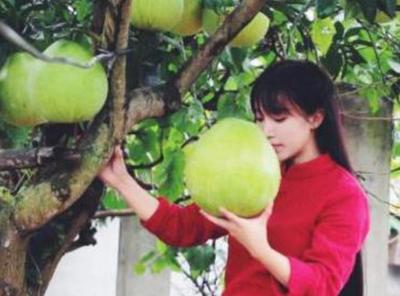 一岁宝宝能吃李子吗