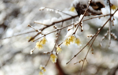 阳春白雪下一句