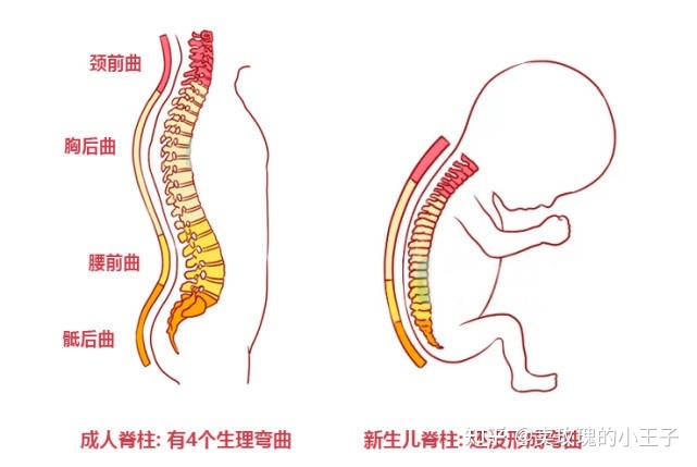 宝宝脊椎弯曲图片