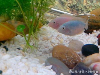 銀魚(yú)苗養(yǎng)殖環(huán)境保護(hù)措施：關(guān)于銀魚(yú)苗養(yǎng)殖環(huán)境保護(hù)的研究