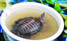 咳嗽能吃甲鱼吗