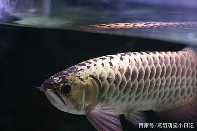 魚(yú)缸一定需要燈嗎（魚(yú)缸必須要燈嗎） 慈雕魚(yú)