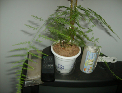植物突然开花预兆风水