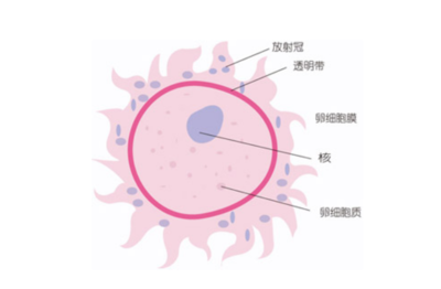 怀孕可以吃羊肉串吗