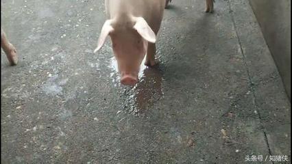 怎么会突然拉血