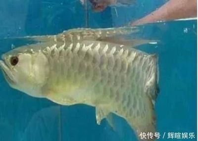 石家莊哪里買魚缸便宜實惠又好用（石家莊哪里買魚缸便宜實惠又好用的） 觀賞魚市場（混養(yǎng)魚）