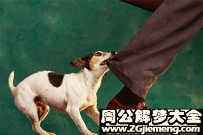 梦见被狗咬了脚
