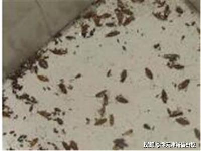 厨房都是蟑螂