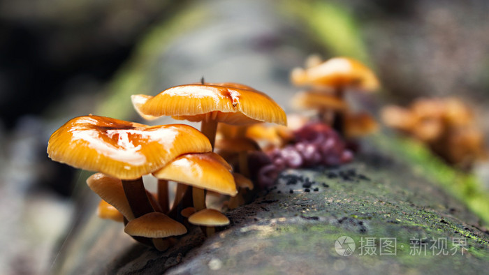 mushroom和muse的区别