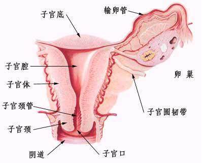 子宫各韧带的作用