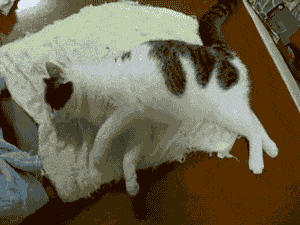 做梦打死猫是什么意思