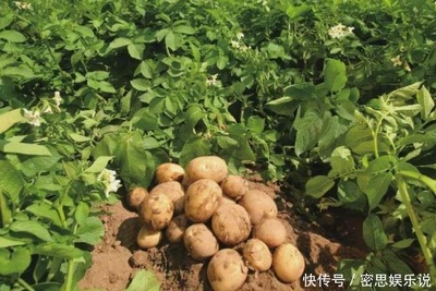 孕妇梦见土豆是什么意思
