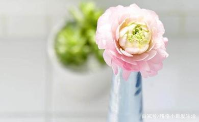 孕妇梦见鲜花