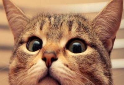 男人做梦梦见猫