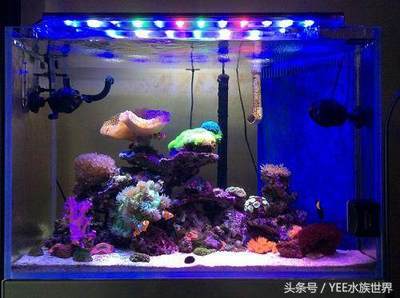 最新魚缸廠招聘信息大全集（最新魚缸廠招聘信息大全集圖片）