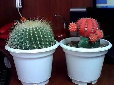 仙人球的摆放风水禁忌