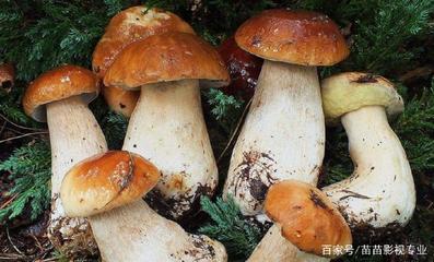 室内菌类种植