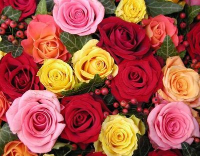 玫瑰花的花香怎么描写