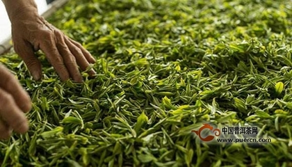 福鼎白茶工艺