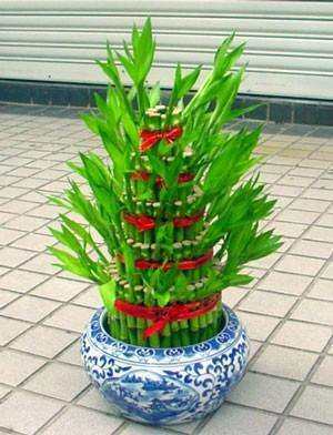 属相的幸运植物