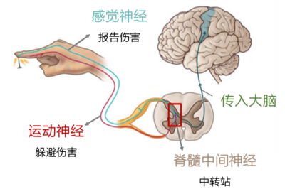 什么时候人的痛觉